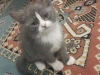 Kaliteli british shorthair sağlıklı yavrular