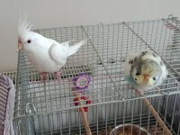 FULL EVCİL MUHABBET KUŞU VE SULTAN PAPAĞANI