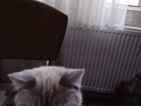 Kedimiz limon yeni yuvasını arıyor