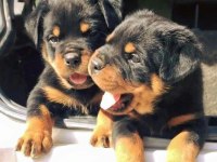 ROTTWEİLER YAVRU KÖPEKLERİMİZ