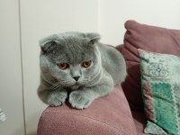 10 Aylık Erkek Scottish Fold