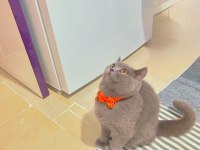 1 yaşında british shorthair