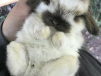 LOP TAVŞANLARIMIZ GÜN İÇİ GÖNDERİM MEVCUTTUR