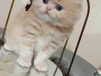 British longhair yavru