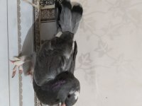 SATILIK ÇİFT GÜVERCİN