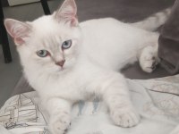 Çok tatlı 3 aylık kedimiz