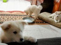 Şu çılgın samoyed yavrularımız
