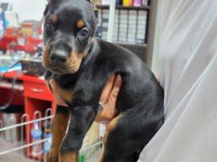 Doberman şecereli