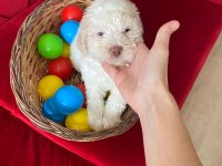 Maltipoo 2.5 aylık yavru