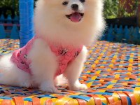 Pomeranian gülen surat