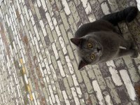 BRİTİSH KEDİME DİŞİ GELİN ARIYORUM