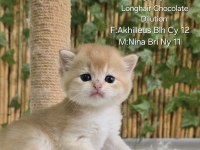 Üst Kalite Erkek British Shorthair Yavru