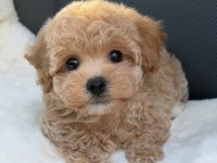 Kore Maltipoo yavrular