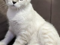 Scottish fold bayaz gri