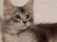 Maine coon 3 aylık