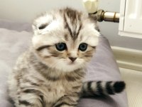45 günlük scottish fold yavrular
