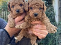 Safkan Toy Poodle Köpeği