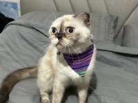 1 yaşında kıvrık kulaklı exotic shorthair
