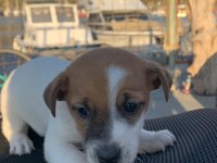 Çok güzel maskeli jack russell 1 dişi ve 1 erkek