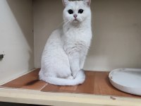 Şecereli genç damızlık british shorthair dişiler
