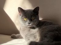 British shorthair kedimize güzel bir aile istiyoruz