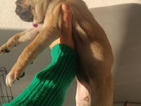 Yavru pug köpeği dişi 2 aylık