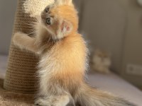 Ny11 Ny12 Bebek Yüzlü Golden British Longhair