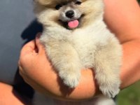 Yavru Pomeranian Boolarımız