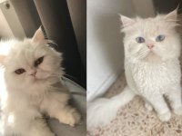 İran kedisi yavruları