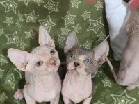 Naked Beauty Sphynx Cattery