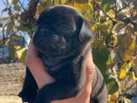 Yavru pug yavrularımız