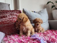 SAĞLIK VE IRK GARANTİLİ POODLE