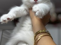 Beyaz prenses maine coon