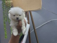 Pomeranian boo teddy bear yavrucuklar