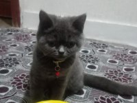 Akıllı british shorthair gofret