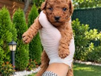 Redbrown Toypoodle Bebekler 