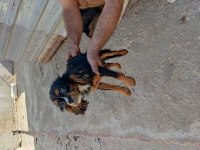 Cavalier King Charles Dişiler Mersin 6 Aylıklar