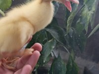 Çoluk çocuğunu sevindir ördek civcivi bulunur