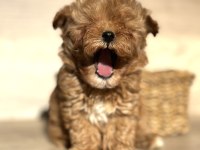 Tiny Teddy Face Kore Maltipoo