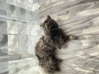 British longhair kedimi sahiplendirmek istiyorum