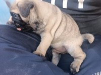 3 aylık yavru pug