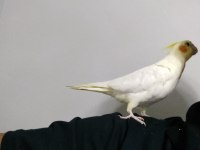 5 aylık erkek sultan papağanı