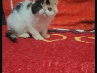 Show kalite exotic bebek kediler