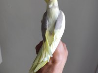 2 Adet Erkek Biri 6 Aylık Biri 2 Aylık Sultan Papağanı