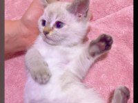 British shorthair yavrularımız