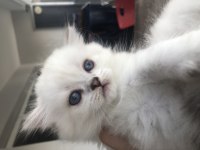 British Longhair sağlıklı kaliteli yavrular