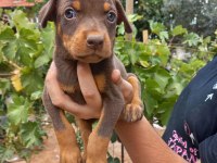Doberman yavrular