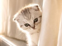 3 Aylık Scottish Fold Dişi
