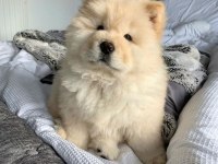 Chow Chow Çin Aslanı yavrular