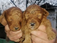 Toy poodle köpeği